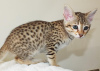 Additional photos: savannah kittens F5 LOOF