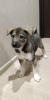 Photo №2 to announcement № 9573 for the sale of west siberian laika - buy in Russian Federation private announcement, breeder