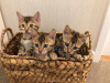 Photo №3. Healthy Bengal Cats kittens available for Caring homes. United States