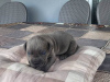 Photo №1. cane corso - for sale in the city of Kragujevac | negotiated | Announcement № 106778