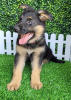 Photo №2 to announcement № 95702 for the sale of german shepherd - buy in Germany private announcement, breeder