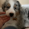 Photo №4. I will sell australian shepherd in the city of Berlin. private announcement, from nursery, from the shelter, breeder - price - 845$