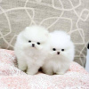 Photo №2 to announcement № 30182 for the sale of pomeranian - buy in Russian Federation private announcement
