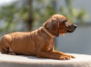 Additional photos: Rhodesian Ridgeback puppies