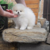 Photo №3. pomeranian. Germany