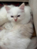 Photo №2 to announcement № 111140 for the sale of ragdoll - buy in Germany private announcement