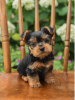 Photo №1. yorkshire terrier - for sale in the city of Stockholm | negotiated | Announcement № 96327