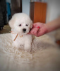 Photo №1. bichon frise - for sale in the city of Belgrade | negotiated | Announcement № 94225