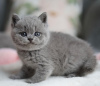 Photo №2 to announcement № 103779 for the sale of british shorthair - buy in Germany private announcement