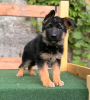 Photo №1. german shepherd - for sale in the city of Springfield | 400$ | Announcement № 117692