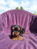 Photo №4. I will sell yorkshire terrier in the city of Валево.  - price - negotiated