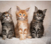 Photo №1. maine coon - for sale in the city of Uppsala | negotiated | Announcement № 97883
