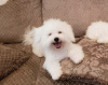 Photo №2 to announcement № 42675 for the sale of bichon frise - buy in New Zealand private announcement