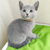 Photo №1. russian blue - for sale in the city of Brussels | 211$ | Announcement № 123545