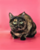 Additional photos: The wonderful cat Klava is looking for a family!