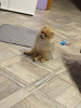 Photo №1. pomeranian - for sale in the city of Tyumen | 325$ | Announcement № 126650