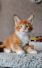 Photo №3. Healthy cute adorable and socialized Maine coon kittens. United Kingdom