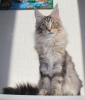 Photo №1. maine coon - for sale in the city of Domodedovo | 1774$ | Announcement № 17059
