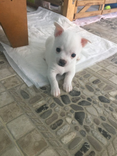 Photo №2 to announcement № 7013 for the sale of chihuahua - buy in Russian Federation from nursery