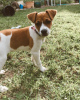 Photo №2 to announcement № 78847 for the sale of jack russell terrier - buy in Germany private announcement