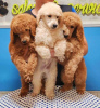 Additional photos: Royal Poodle puppies
