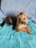 Photo №3. Cheerful and affectionate Yorkie puppy. Israel