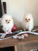 Photo №2 to announcement № 116051 for the sale of pomeranian - buy in Germany private announcement