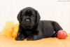 Photo №4. I will sell labrador retriever in the city of Orenburg. breeder - price - 593$