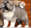 Photo №3. Caucasian Shepherd puppies. Serbia