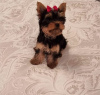 Photo №2 to announcement № 119348 for the sale of yorkshire terrier - buy in Germany private announcement