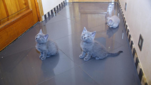 Photo №4. I will sell british shorthair in the city of Москва. private announcement - price - 71$