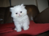 Photo №1. persian cat - for sale in the city of Дрезден | 370$ | Announcement № 114536