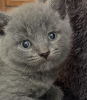 Photo №3. British shorthair. Germany