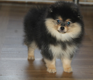 Photo №1. pomeranian - for sale in the city of Москва | 371$ | Announcement № 5852