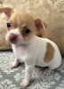 Photo №2 to announcement № 80733 for the sale of chihuahua - buy in Serbia breeder