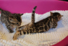 Photo №2 to announcement № 88580 for the sale of bengal cat - buy in Germany private announcement