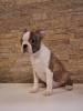 Photo №4. I will sell boston terrier in the city of Zrenjanin.  - price - negotiated