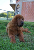 Additional photos: Tibetan Mastiff puppies