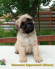 Photo №2 to announcement № 11126 for the sale of pug - buy in Ukraine from nursery
