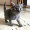 Photo №3. Kittens are not trash!. Russian Federation