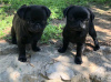 Photo №4. I will sell pug in the city of Belgrade.  - price - negotiated