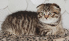 Photo №2 to announcement № 7659 for the sale of scottish fold - buy in Russian Federation private announcement