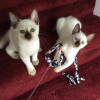 Photo №1. siamese cat - for sale in the city of Uelzen | 370$ | Announcement № 103795