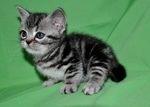 Photo №3. Exclusive. American shorthair.. Russian Federation