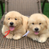 Photo №2 to announcement № 89917 for the sale of golden retriever - buy in Australia private announcement