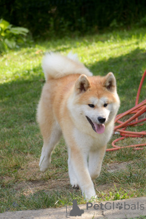 Photo №2 to announcement № 7419 for the sale of akita - buy in Ukraine from nursery