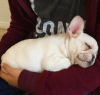 Photo №2 to announcement № 8578 for the sale of french bulldog - buy in Poland breeder