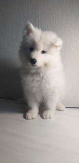Photo №2 to announcement № 5297 for the sale of samoyed dog - buy in Belarus breeder