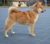 Photo №4. I will sell shiba inu in the city of Нови Сад. breeder - price - negotiated