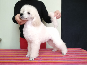 Photo №2 to announcement № 5823 for the sale of poodle (dwarf) - buy in Ukraine breeder